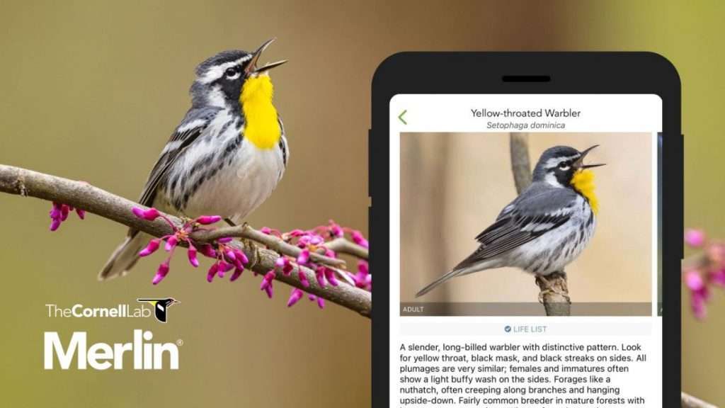 Merlin Bird ID by Cornell Lab  Screenshots